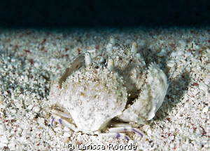 A pair of box crabs.  The dive master explained their beh... by Larissa Roorda 